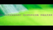 边牧金毛混血宝宝养成记双犬种饲养全攻略附超实用清单