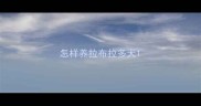 怎样养拉布拉多犬