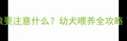 两个月大泰迪泡狗粮要注意什么幼犬喂养全攻略附科学泡粮教程