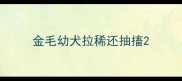 金毛幼犬拉稀还抽搐