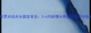 卡斯罗犬幼犬头部发育全3-6月龄爆头期的科学养护指南