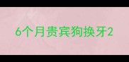 6个月贵宾狗换牙