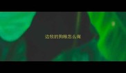 边牧的狗粮怎么做