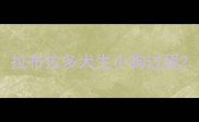 拉布拉多犬生小狗过程