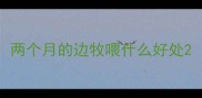 两个月的边牧喂什么好处