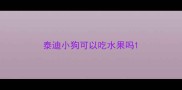 泰迪小狗可以吃水果吗