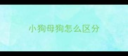 小狗母狗怎么区分