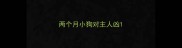 两个月小狗对主人凶