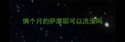 俩个月的萨摩耶可以洗澡吗