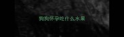 狗狗怀孕吃什么水果