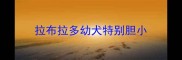 拉布拉多幼犬特别胆小