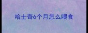哈士奇6个月怎么喂食