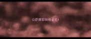 公萨摩耶和母金毛