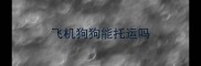 飞机狗狗能托运吗