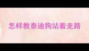 怎样教泰迪狗站着走路