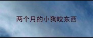 两个月的小狗咬东西