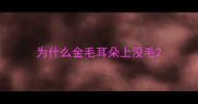 为什么金毛耳朵上没毛