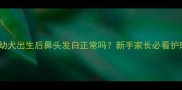 边牧幼犬出生后鼻头发白正常吗新手家长必看护理指南