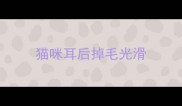 猫咪耳后掉毛光滑