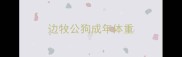 边牧公狗成年体重