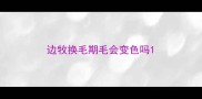 边牧换毛期毛会变色吗