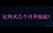 比特犬几个月开始起