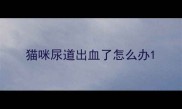 猫咪尿道出血了怎么办