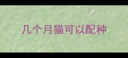 几个月猫可以配种