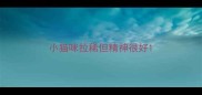 小猫咪拉稀但精神很好