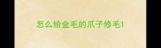 怎么给金毛的爪子修毛