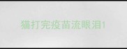 猫打完疫苗流眼泪