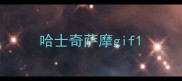 哈士奇萨摩gif