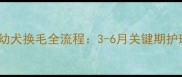 罗威纳幼犬换毛全流程3-6月关键期护理指南