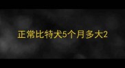 正常比特犬5个月多大