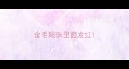 金毛眼珠里面发红
