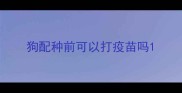 狗配种前可以打疫苗吗