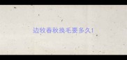 边牧春秋换毛要多久