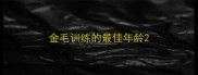 金毛训练的最佳年龄