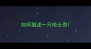 如何描述一只哈士奇