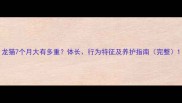 龙猫7个月大有多重体长行为特征及养护指南完整