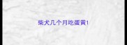 柴犬几个月吃蛋黄