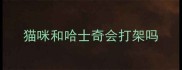 猫咪和哈士奇会打架吗