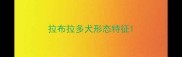 拉布拉多犬形态特征
