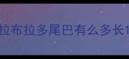 拉布拉多尾巴有么多长