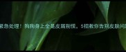 紧急处理狗狗身上全是皮屑别慌5招教你告别皮肤问题