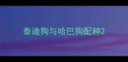 泰迪狗与哈巴狗配种