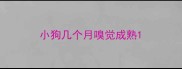 小狗几个月嗅觉成熟
