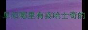 阜阳哪里有卖哈士奇的