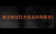 被注射过狂犬疫苗的狗抓伤