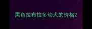 黑色拉布拉多幼犬的价格